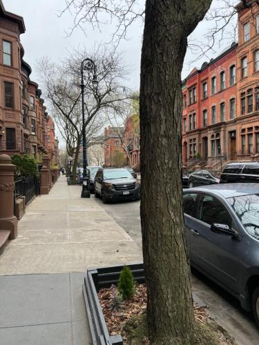纽约Soul Food 'Mont Morris'的城市街道上一棵树,有停车的汽车
