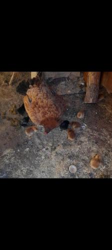KorkuteliOrman cifligi的一只鸟站在地上,在地上有壳