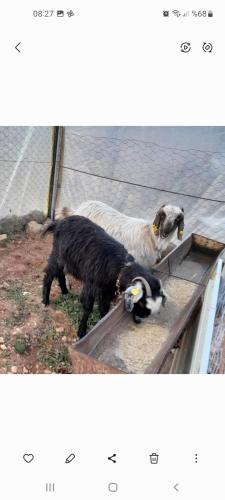 KorkuteliOrman cifligi的两只狗站在围栏上