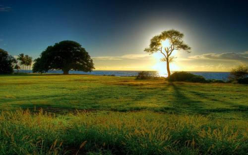蒙得维的亚Maceio Ponta Verde的太阳在田野里的一棵树