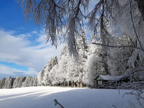 WaldensteinAlmhütte的雪覆盖的小屋,位于雪覆盖的森林旁