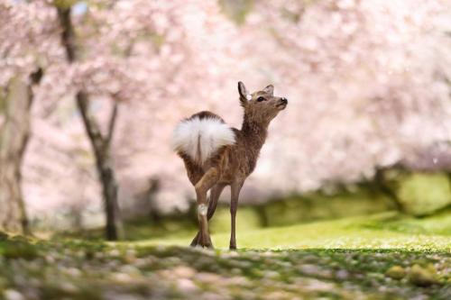 奈良Hotel Naranohamori的一只鹿站在草地上,树在后面