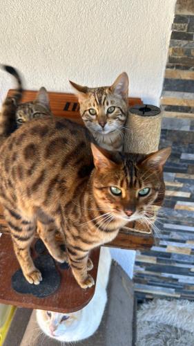 巴塞罗那VILLA CHETRUS Casa en plena naturaleza的两只猫坐在滑板上