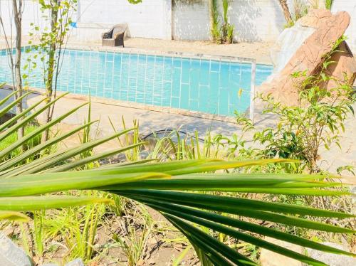 卢萨卡Royal Olympia Lodge Lusaka的游泳池前的棕榈树