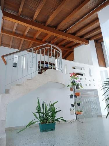 麦德林Espacio seguro, amplio y acogedor的白色房间中种有盆栽植物的楼梯