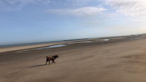 敦刻尔克Appartement sur la plage de Malo les bains vue mer的一条在海边的海滩上行走的狗