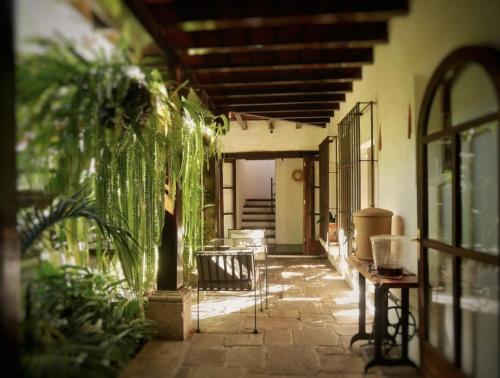 危地马拉安地瓜可可精品住宿加早餐旅馆的一座种植了植物的庭院和一座椅子