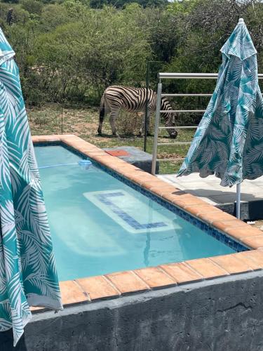 Pretoria-NoordKings view exclusive villas (KVEV)的斑马站在游泳池旁边