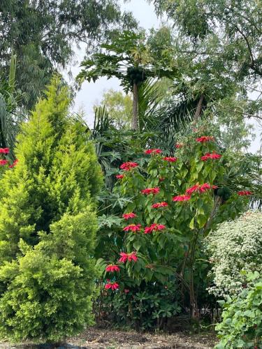 乌贾因Tekri Farms and Retreat的种有红花和绿色灌木的花园