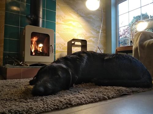 BlackfordbyThe Whimsy 2 bedroom cottage in National Forest, private parking & garden的一只黑狗躺在壁炉前的地毯上