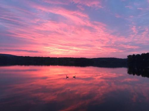 SvanskogSvaneholm Hotel的日落时分在湖中游泳的两只鸭子