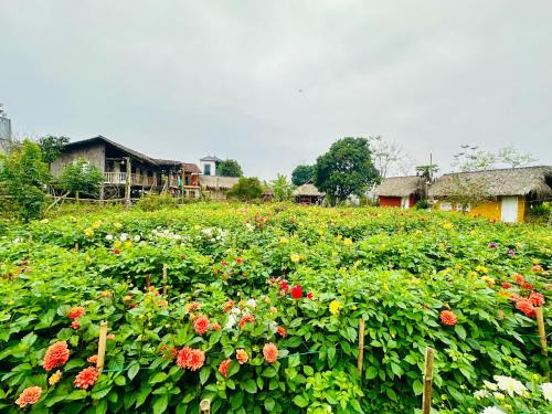 高平Luong Son Homestay Ecolodge的一片花田,有房子在后面