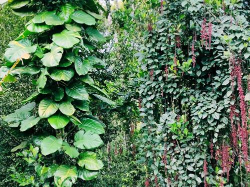 德维科拉姆Suryas farm stay的覆盖着绿色植物和花卉的墙