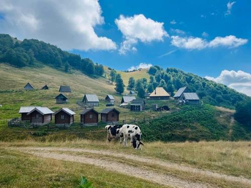 科拉欣Eco Village Goles的牛在村子前面的田野里放牧