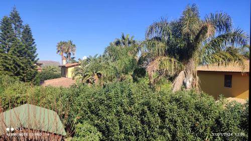 卡斯泰拉马莱ViViHolidays的棕榈树和灌木丛环绕的房子