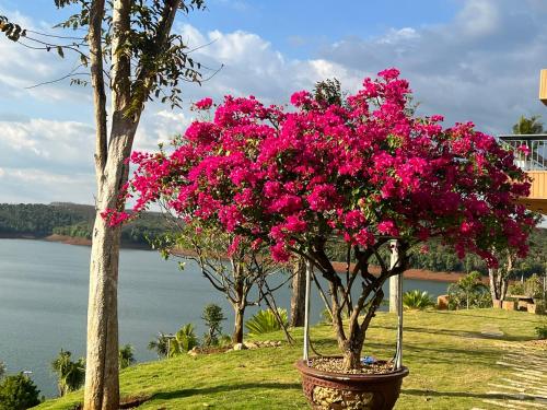 Gia NghĩaDak Nguyen Homestay & Farm 3的树旁的盆子里的粉红色花丛