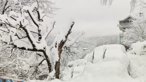 马拉里The Homstel Manali的被雪覆盖的树,房子旁边