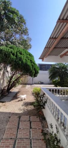 萨利纳斯Casa Salinas的一只白狗躺在建筑物旁边的地上