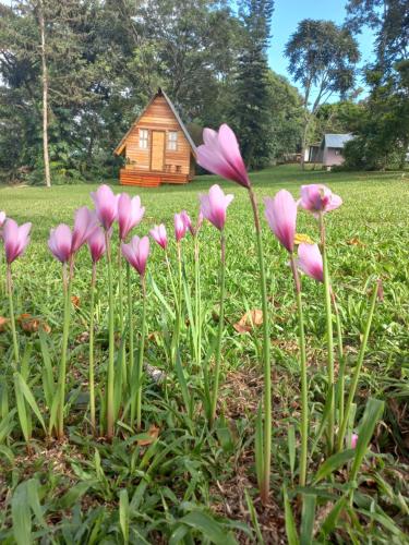 Dos de MayoDel monte Dormis的小屋前方的一组粉红色花
