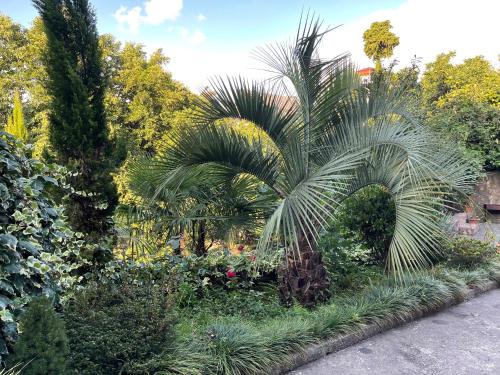 马钦加里SV Hotel Batumi的种有棕榈树和其他植物的花园