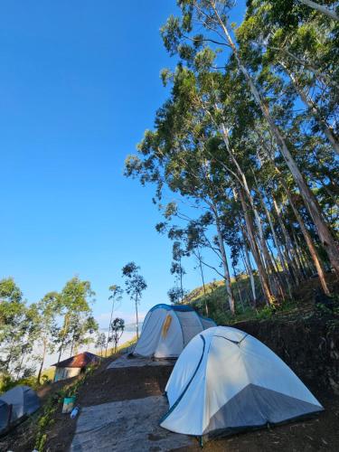 蒙纳Cloud Camping.的两顶帐篷位于树木林立的田野中