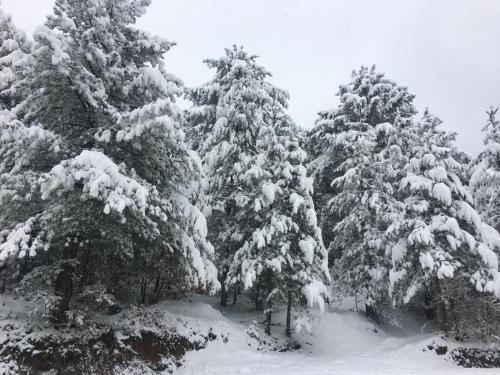 YeniceKazdağ Göknar Otel的一群松树被雪覆盖