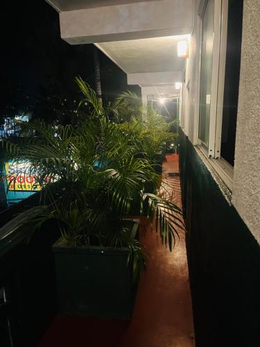 BoralesgamuwaSahas Guest House的建筑物走廊上的一排植物