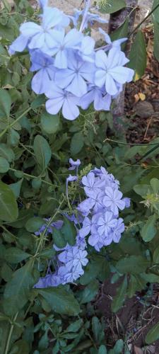 内乌肯Las Margaritas的花园里的蓝色花朵