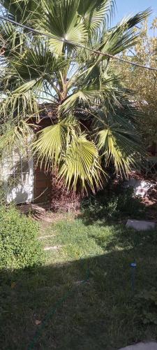 内乌肯Las Margaritas的房屋前的棕榈树