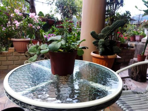 卡哈马卡Habitación en casa de campo的一张桌子,上面有水和盆栽植物