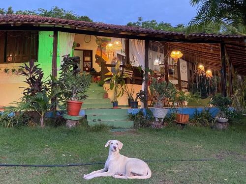 阿尔特杜尚Vila Flexal Pousada I的坐在房子前面的草地上的狗