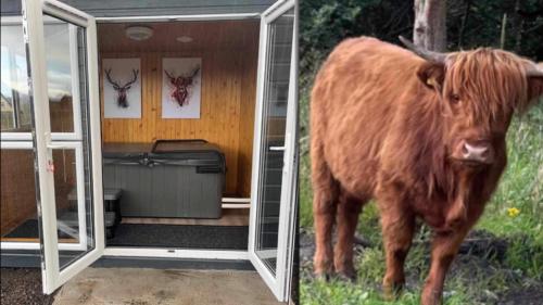 威廉堡Ben Nevis Manor Lodge & Indoor Private Hot-Tub的站在镜子前的牛