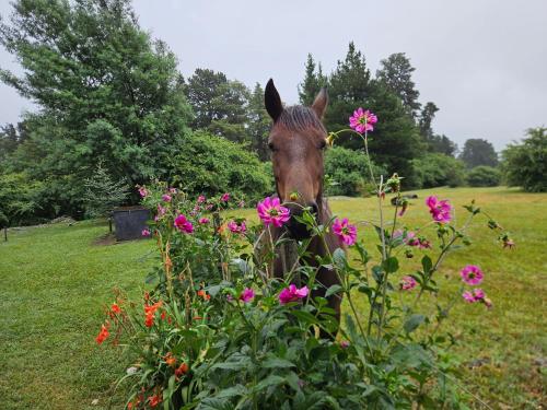 坎伯雷塔La Azotea cabañas & suites的站在田野上,种着粉红色花的马