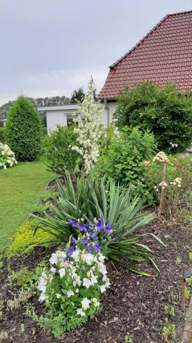 SabelFerienwohnung im Zanderhaus的庭院里种满鲜花和植物的花园