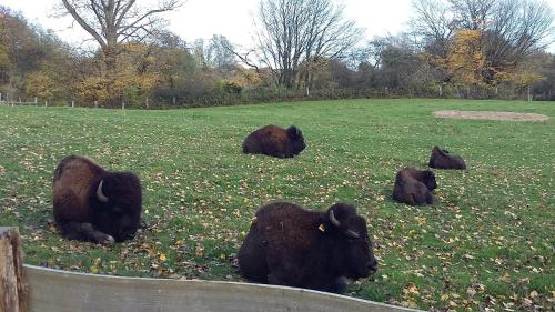 基尔Schönes Appartement in ruhiger Lage的一群野牛躺在田野里