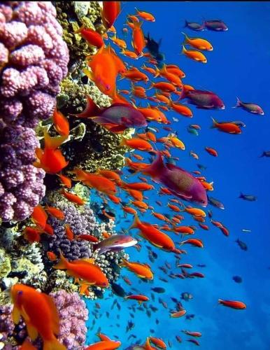 赫尔格达Hurghada的珊瑚礁中的一群鱼