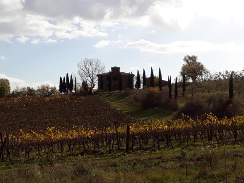 锡纳伦加Podere Pievina Delle Corti - Dimora di Campagna的一块藤田,有一座建筑背景