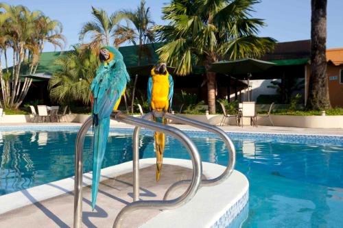 莱蒂西亚Hotel Anaconda的两个鹦鹉坐在游泳池旁边的椅子上