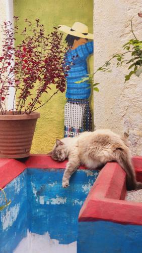 危地马拉安地瓜MAGNOLIAS的一只猫躺在画旁的墙上