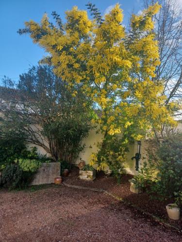 尚尼耶Chambre d’hôtes des tourterelles的屋前有黄叶的树