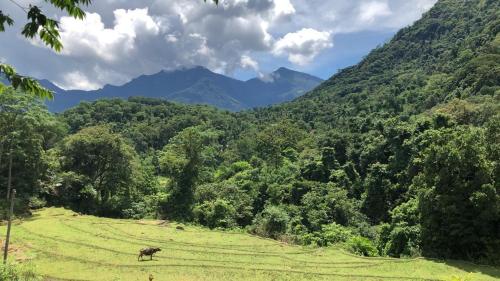 凯格勒Ceylon Guest的站在山地的牛