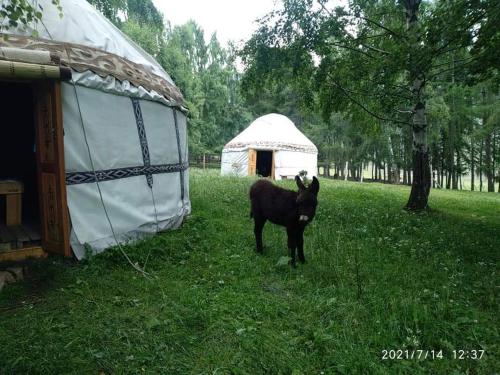 Yurt camp Besh-Karagai