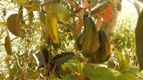 大叻Farm cô chú Tuấn Hà的一群悬在树上的黄瓜