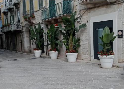 特拉尼Locus Pendinelli Trani的楼房上一排白盆栽的盆栽植物