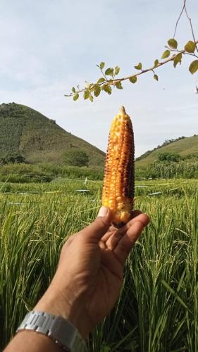 龙目岛库塔BALE G-SHOQ的田地里拿着玉米的人