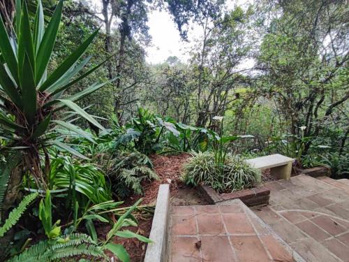 El ManzanilloVILLA ELENA un refugio en el bosque的种有树木和植物的花园的长凳
