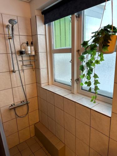 伊卢利萨特Det grønne hus med isbjergsudsigt的带淋浴的浴室,配有窗户和植物