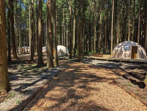 涩川市Akagi Tokiwa Forest Campsite - Vacation STAY 84739v的树林里的一组帐篷