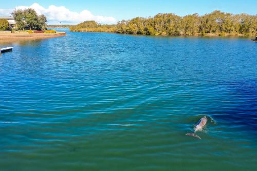 哈灵顿Harrington Marina的海豚在一大片水中游泳