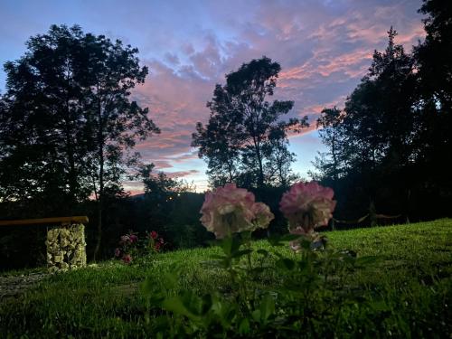 科马尔尼克Casutele din Poienita的日落时分在田野里放着一群粉红色的花